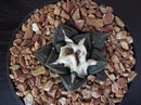 راهنمای نگهداری و پرورش گل و گیاهان زینتی - آریوکارپوس فیساراتوس